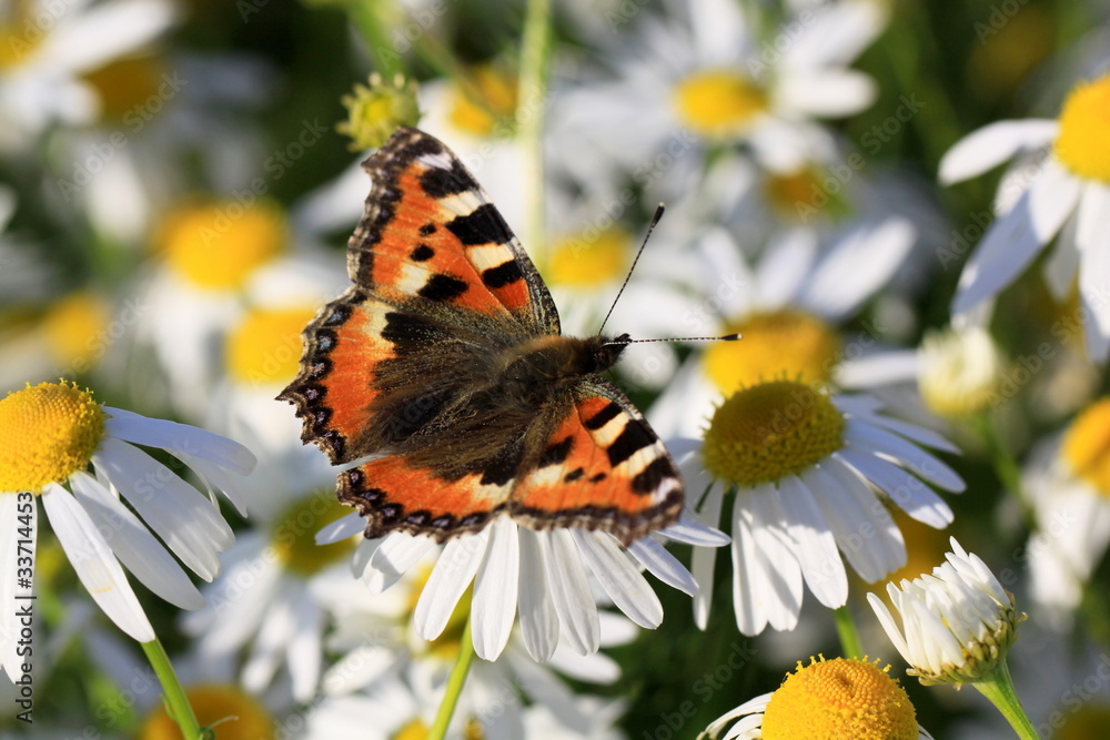 Obraz premium Kleiner Fuchs-23453b1