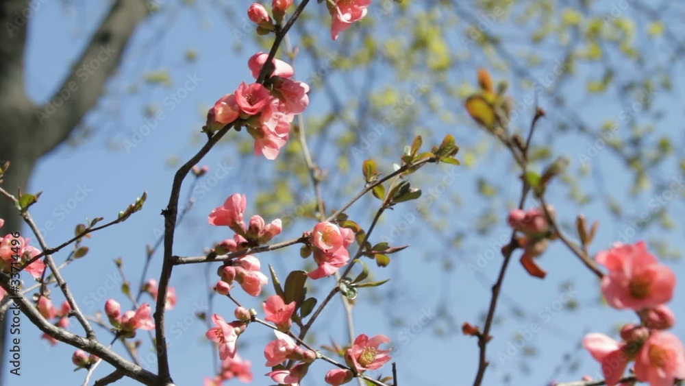 Wind playing with branches in blossom Wind playing with branches in blossom