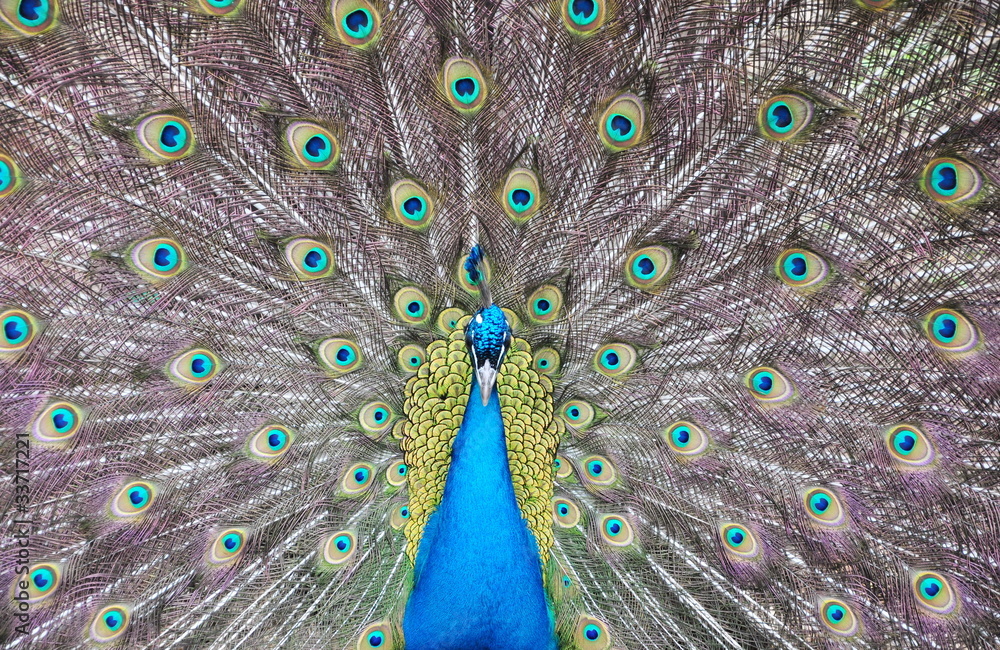Obraz premium Peacock