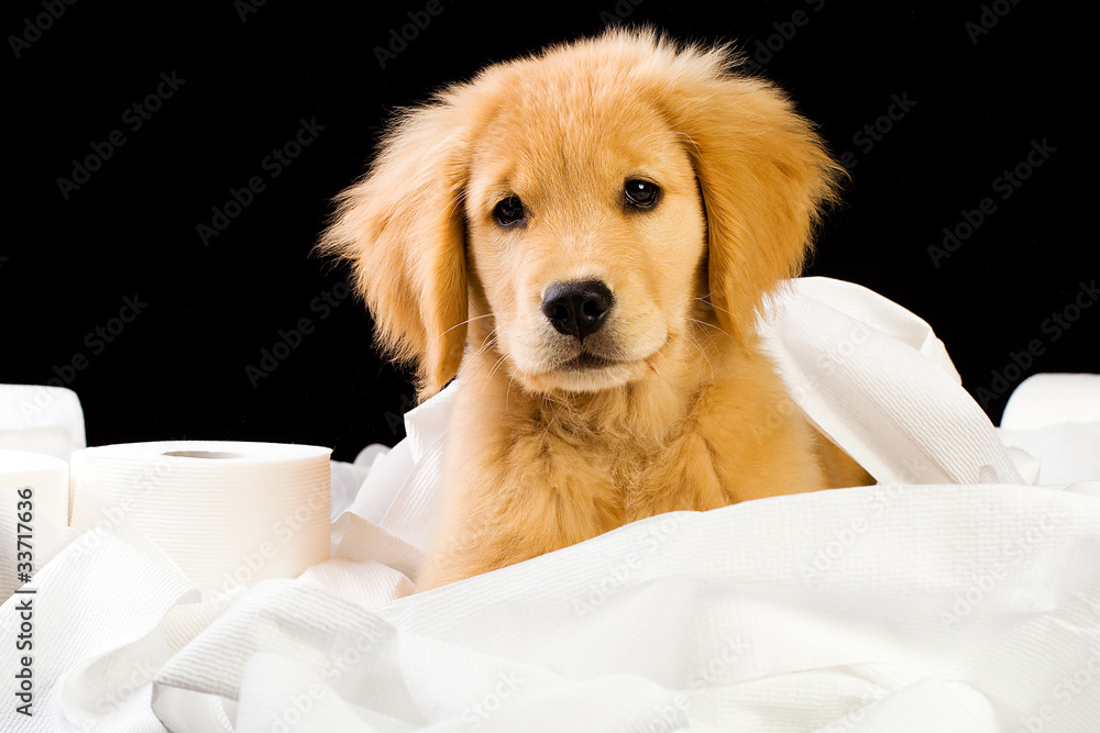 How Long Does It Take To Potty Train Golden Retriever Puppy