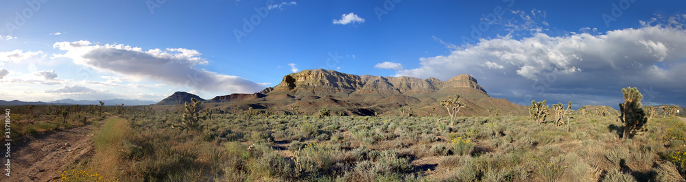 Panorama of american prairie with Joshua trees