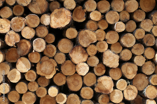 Obraz na płótnie Découpe de bois w salonie