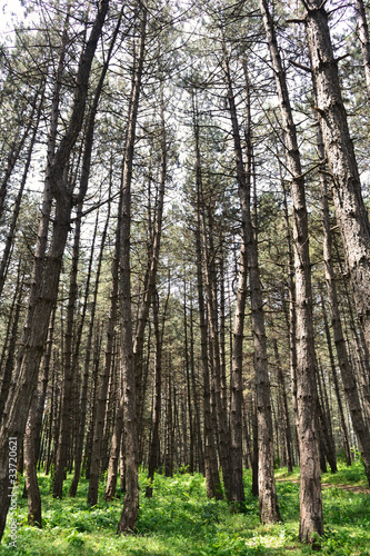 Coniferous forest