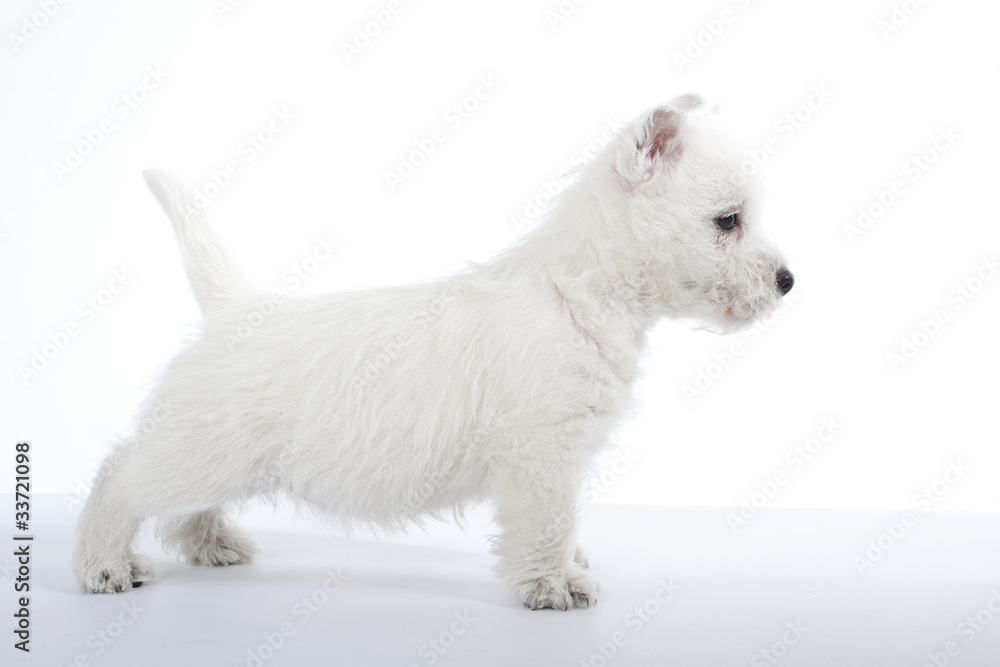 jeune westie en position standard - profil du chien debout jeune westie en position standard - profil du chien debout