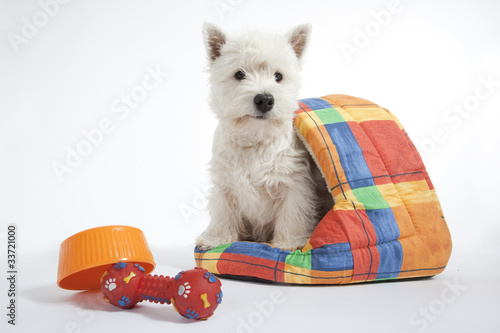 Fototapeta Naklejka Na Ścianę i Meble -  jeune chien dans sa niche en tissu