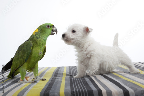 Fototapeta Naklejka Na Ścianę i Meble -  face à face du westie et du perroquet