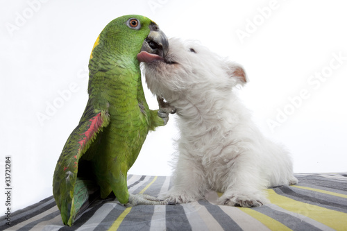 Fototapeta Naklejka Na Ścianę i Meble -  dog kissing a parrot