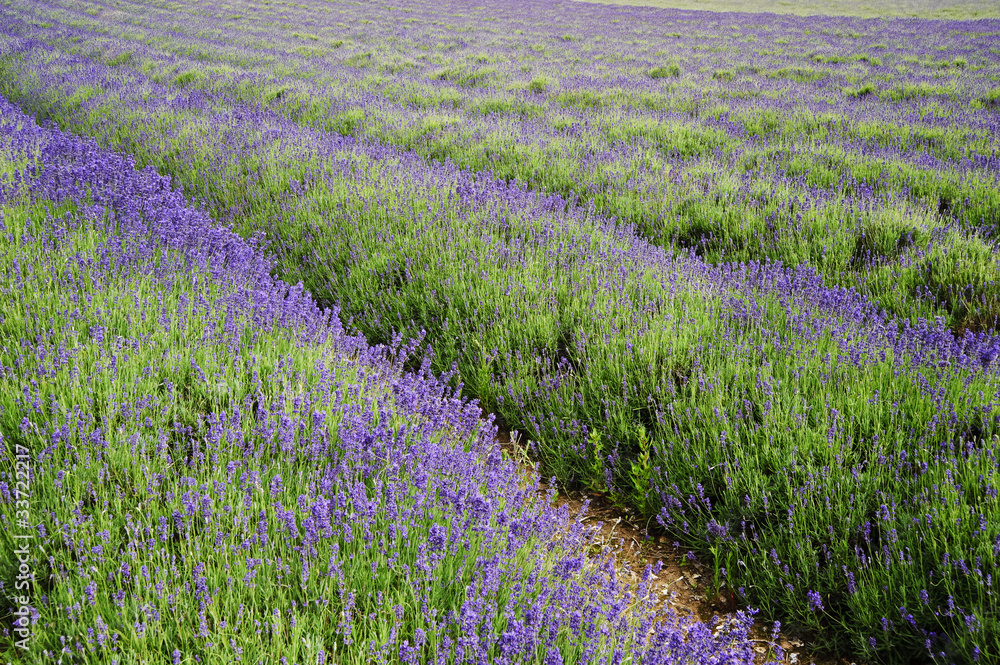 Naklejka premium Wide low angle view of lines in lavender field landscape