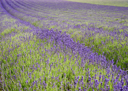 Wide low angle view of lines in lavender field landscape