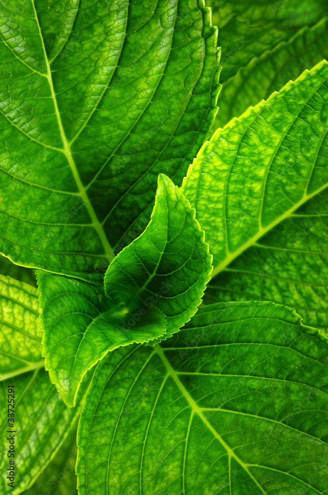 hydrangea leaves hydrangea leaves