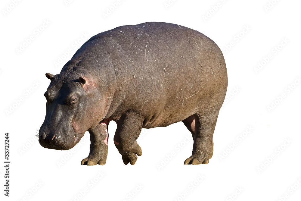 Hippopotamus against a white background; hippopotamus amphibius