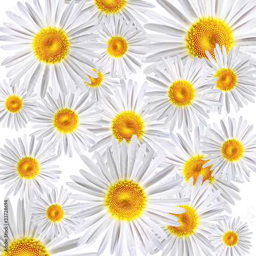 chamomile