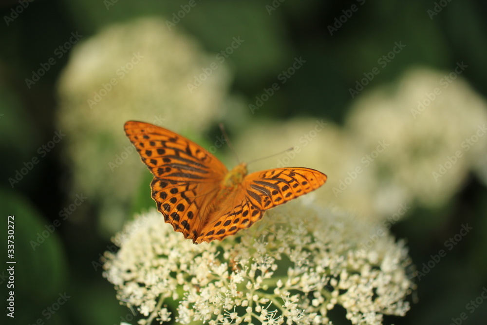 Obraz premium ひょうもんちょうとあじさい