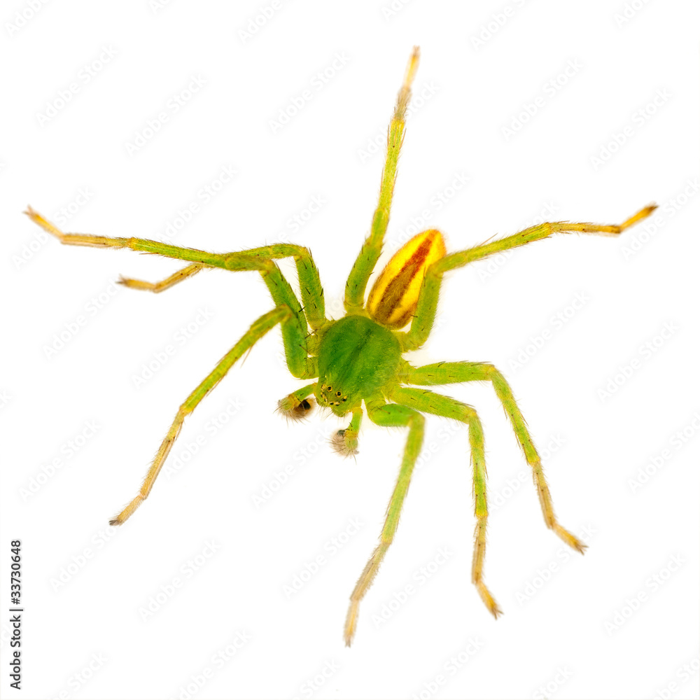 Green huntsman spider macro - isolated, Micrommata virescens Green huntsman spider macro - isolated, Micrommata virescens