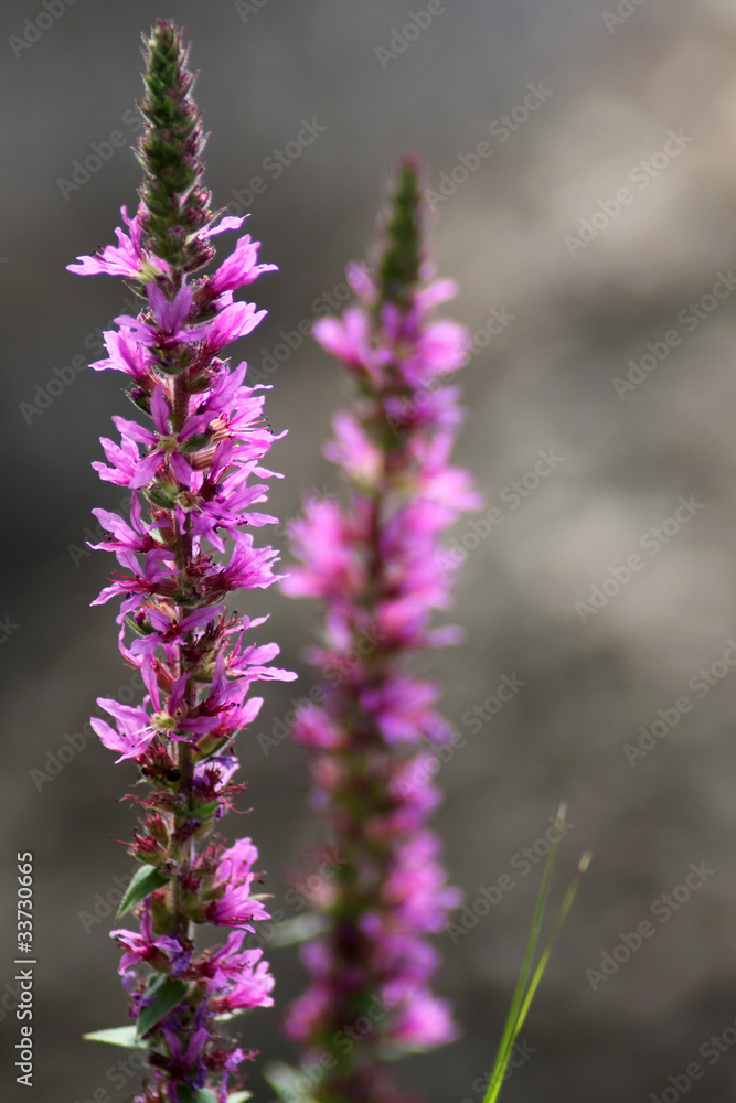 Obraz premium Purple loosestrife