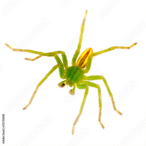 Green huntsman spider macro - isolated, Micrommata virescens
