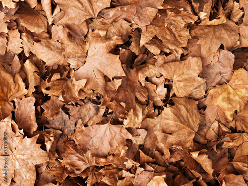 Brown autumn leaves background