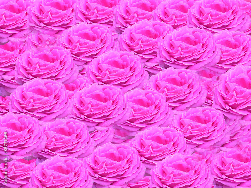 Fototapeta premium Hintergrund Rosenbett pink