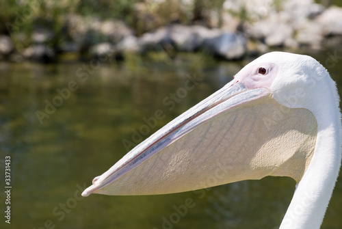 white pelican