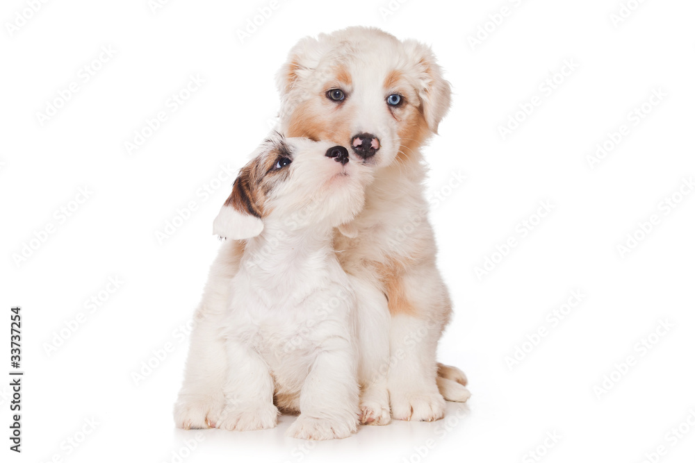 Obraz premium Sealyham Terrier isolated on white