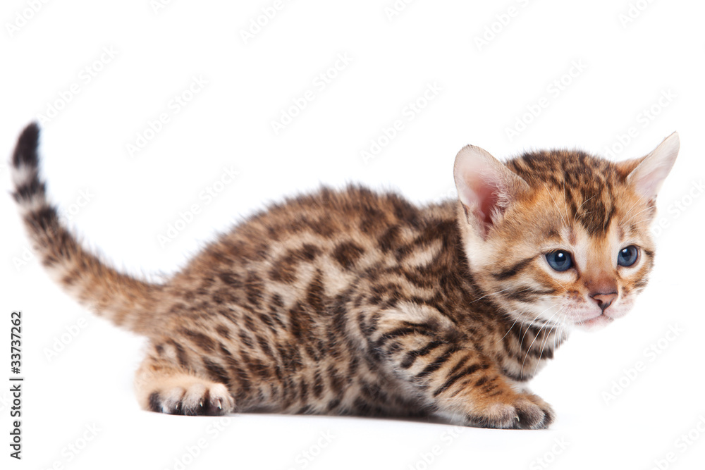 Bengal cat on white background
