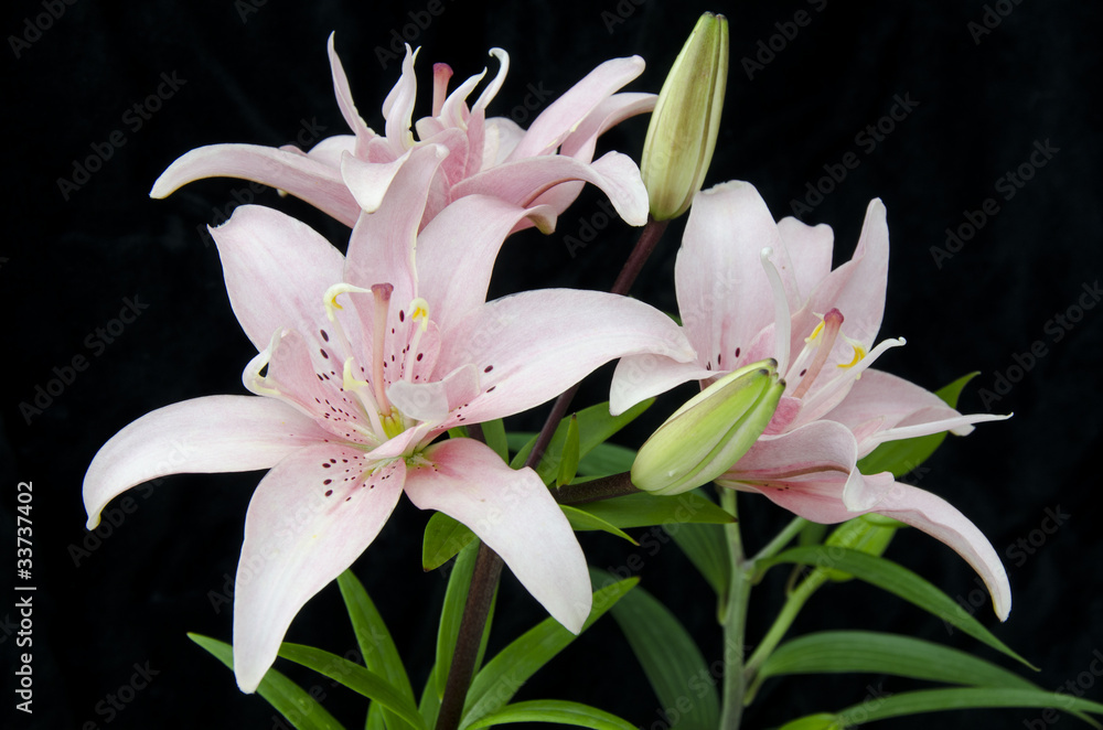 Fototapeta premium Lilium x / Lis asiatique 'Double Elody''
