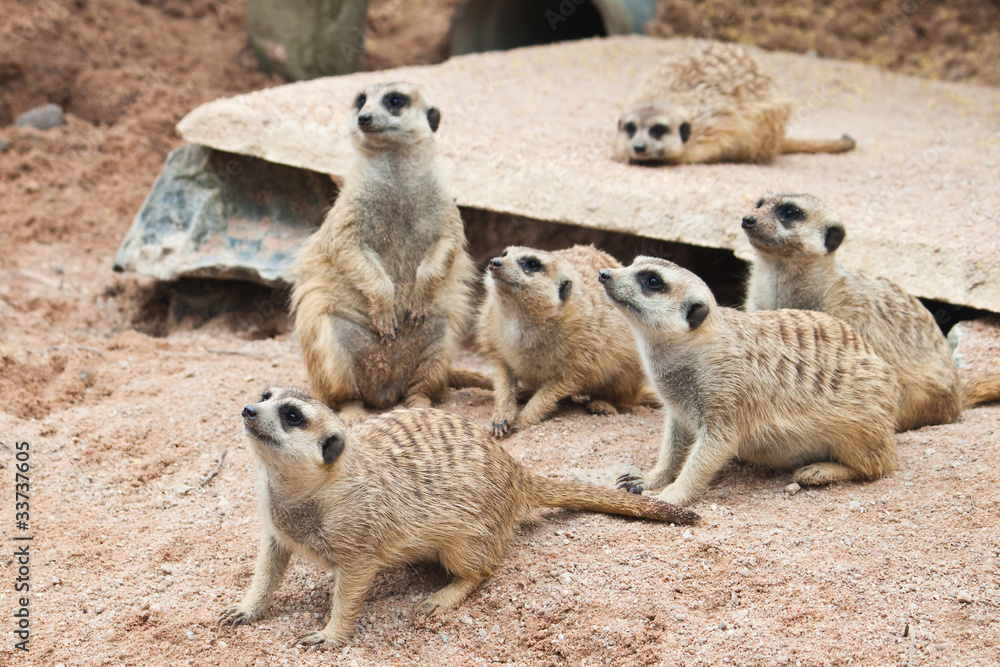 Meerkat Meerkat