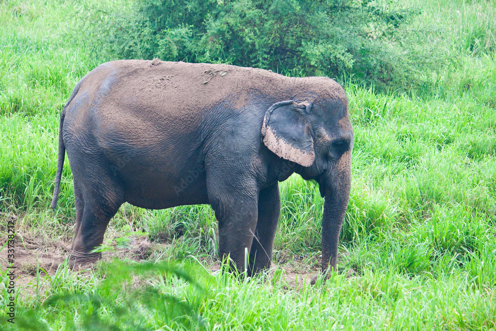 Elephant in the wild,Thailand