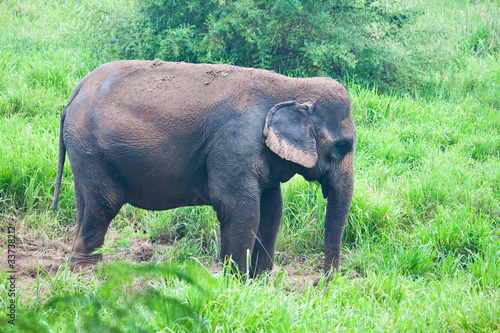 Elephant in the wild,Thailand