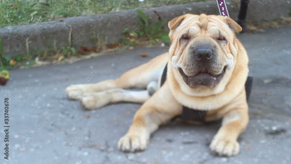 sharpei dog - taken with tilt-shift lens sharpei dog - taken with tilt-shift lens