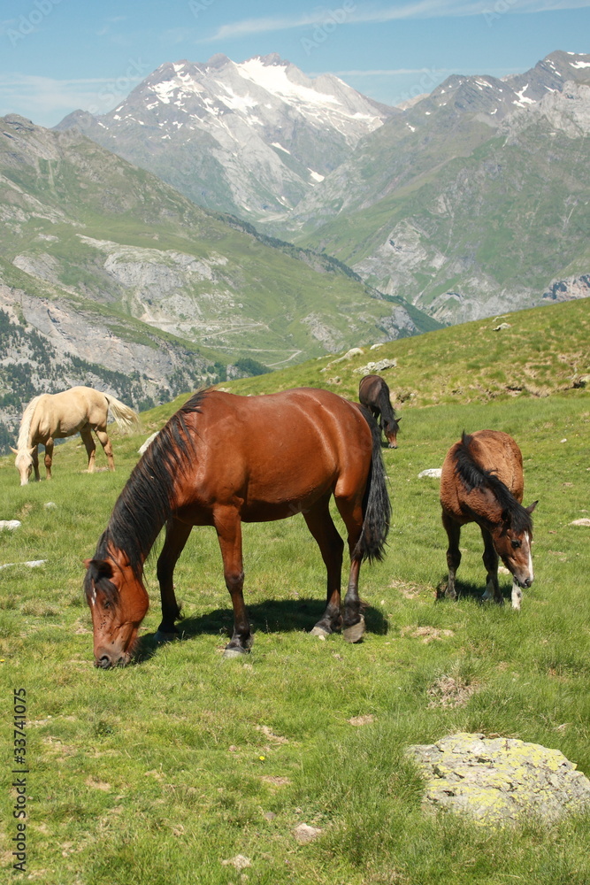 herd of grazing horses in French Pyrenees