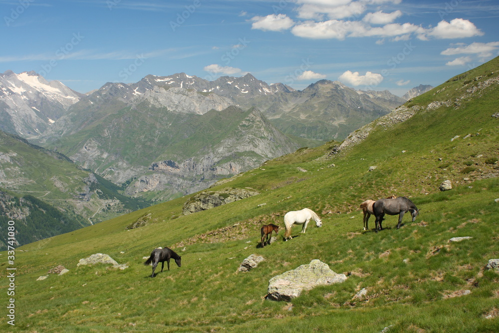horses grazing on steep slopes