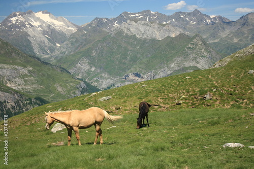 wild horses in Pyrenees © Patrik Stedrak