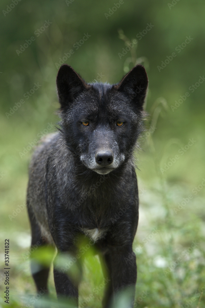 Black timber wolf (Canis lupus) Black timber wolf (Canis lupus)