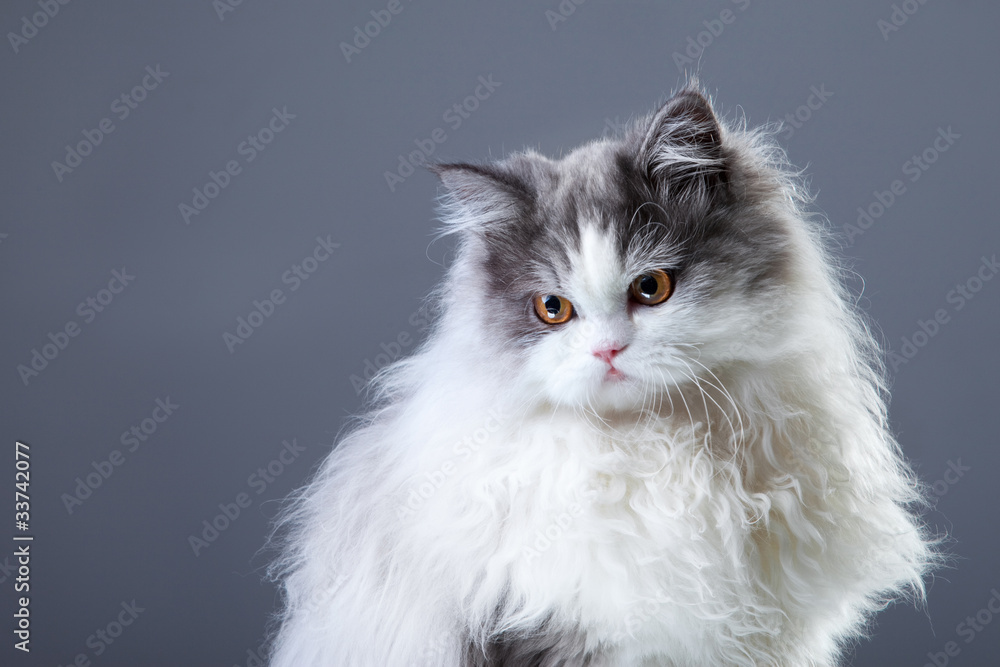 Persian cat on grey background