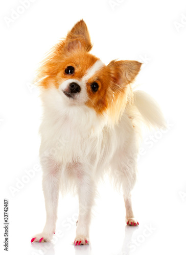 little dog isolated on white © Africa Studio