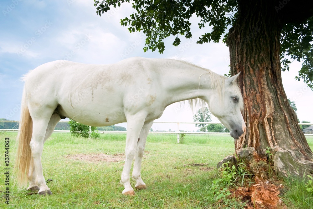Fototapeta premium horse