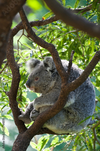 Fototapeta Naklejka Na Ścianę i Meble -  australian koala in a tree