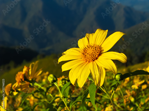 maxican sunflower on mountain