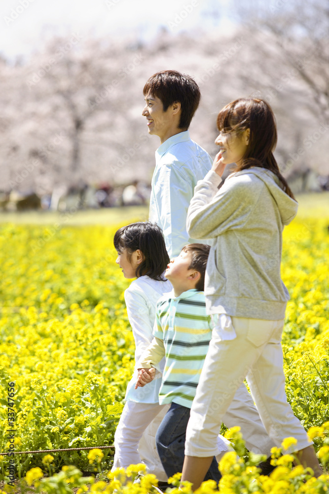 Fototapeta premium 菜の花畑を歩くファミリー