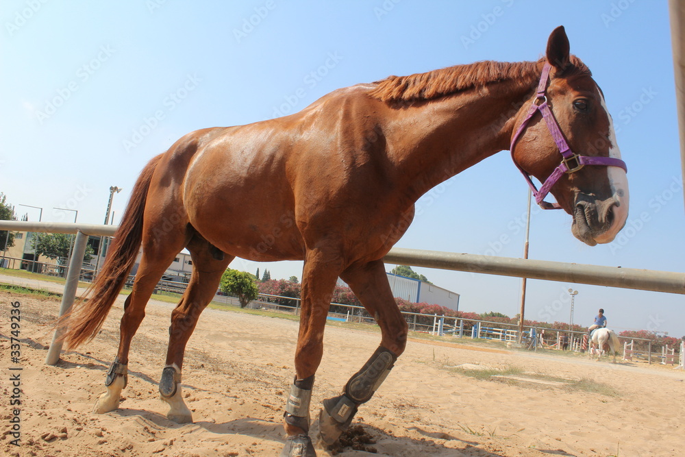 Obraz premium Brown horse walking