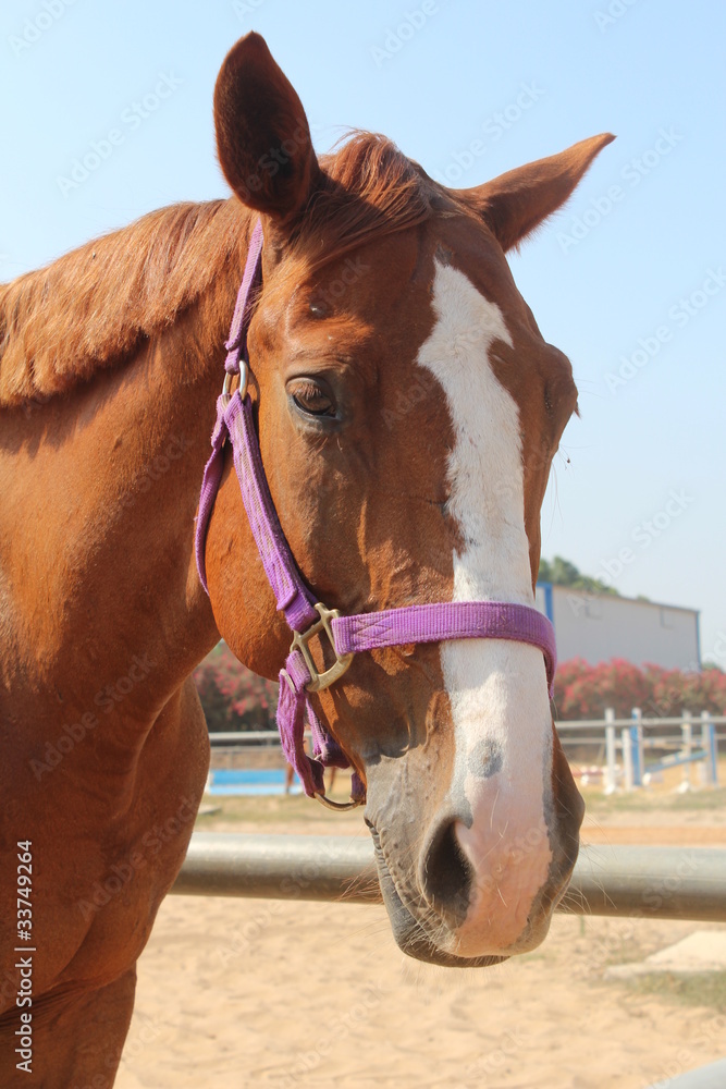 Obraz premium Brown horse face