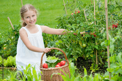 Vegetable garden - little girl picking ripe tomatoes