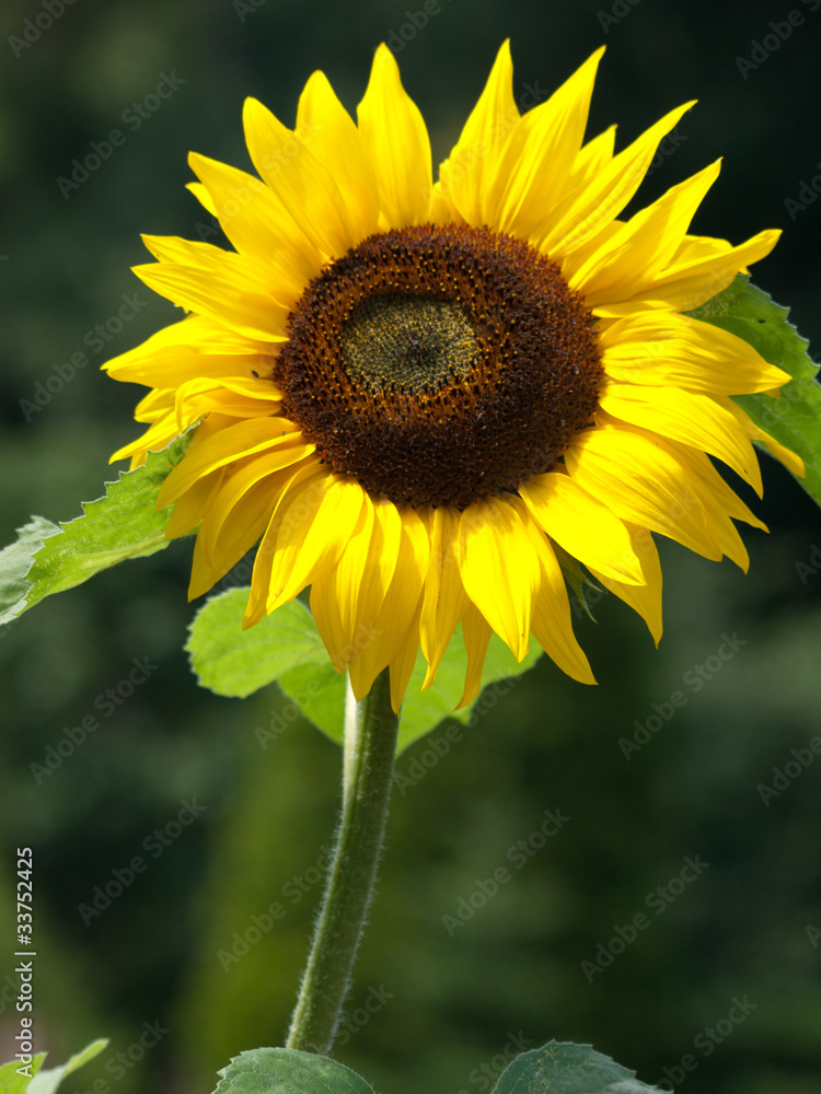 Fototapeta premium słonecznik
