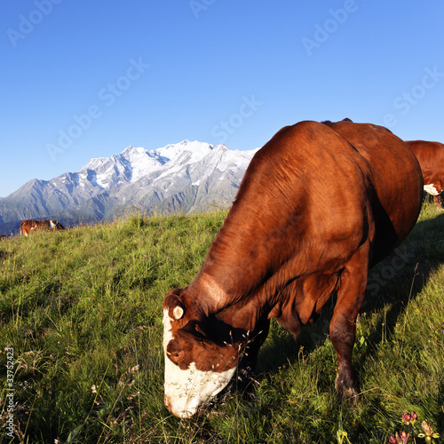 cowin alpine mountain in summer in France photo