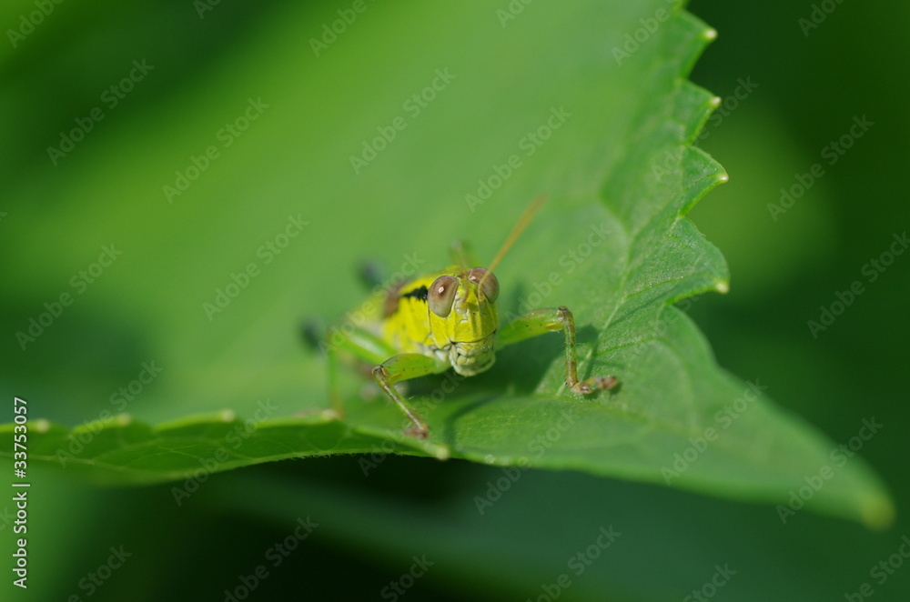 Fototapeta premium バッタの顔