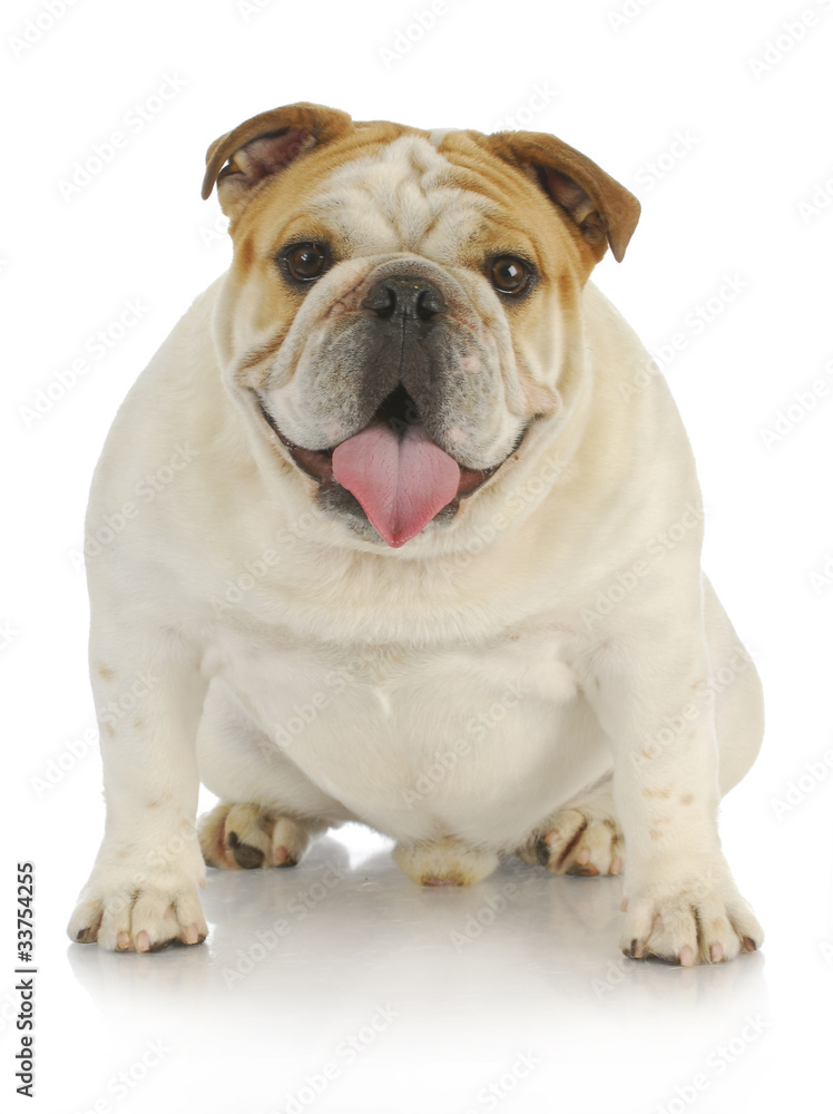 english bulldog