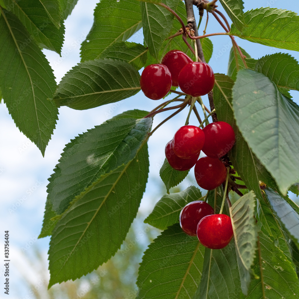 Süßkirschen - Prunus avium Süßkirschen - Prunus avium