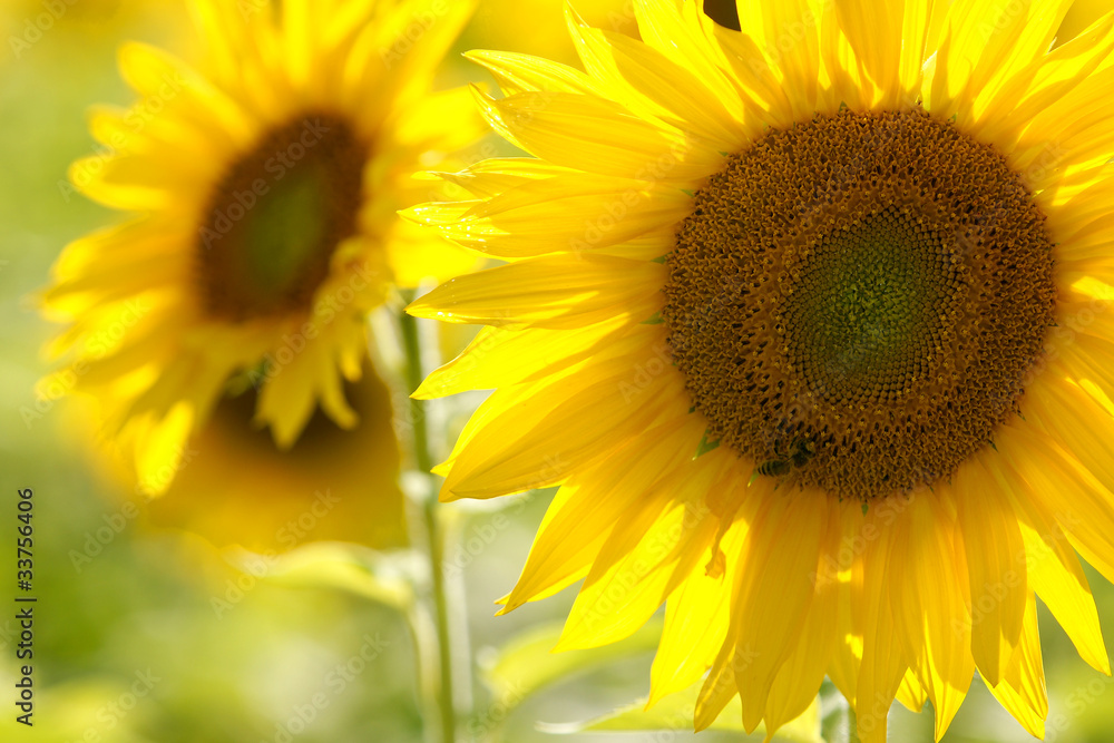 Sunflowers Sunflowers