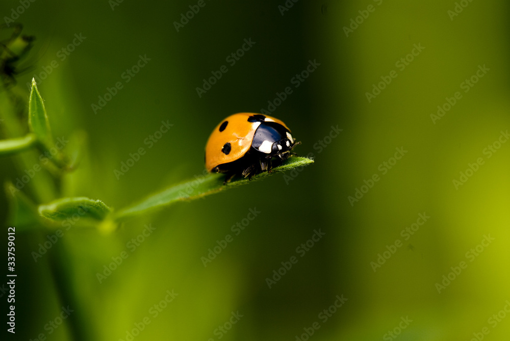 Naklejka premium Marienkäfer